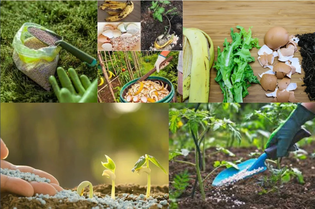 ঘরোয়া সার বনাম কেমিক্যাল সার গাছের জন্য কোনটা নিরাপদ!