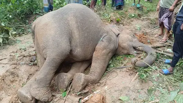 নালিতাবাড়ি সীমান্তে বন্য হাতির অপমৃত্যুঃ মামলা হবে দুষ্কৃতকারীদের বিরুদ্ধে