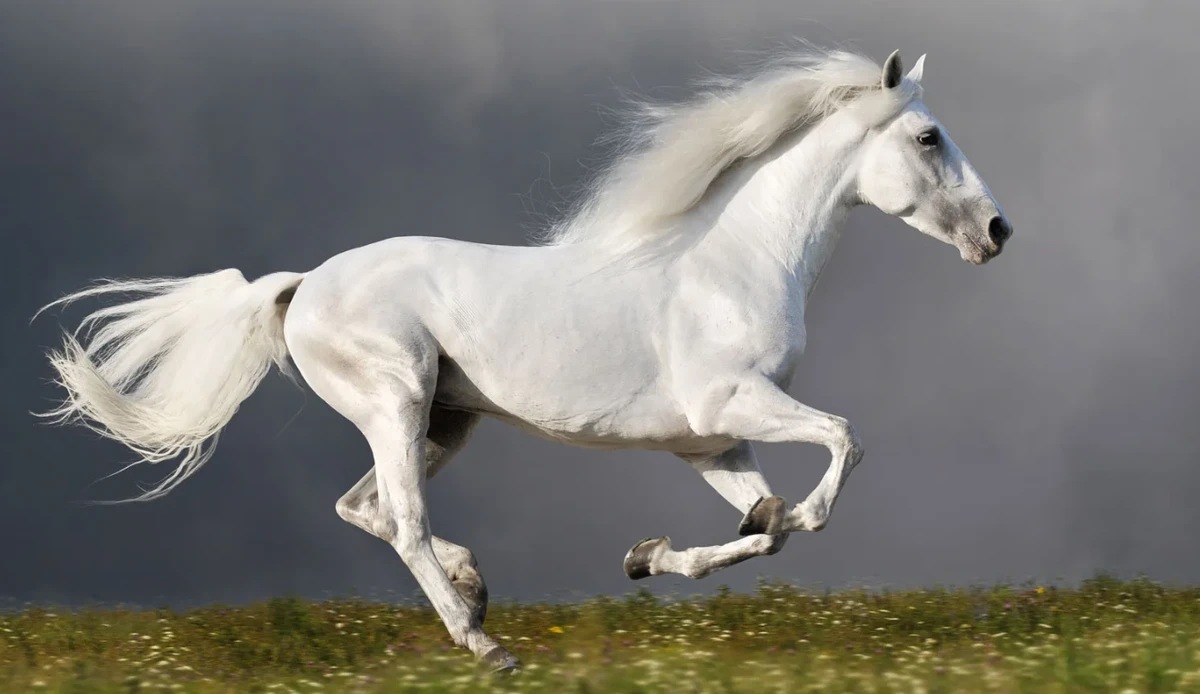 ঘোড়ার অতিসংবেদনশীল ইন্দ্রিয় কীভাবে বিপদ অনুভব করে, আচরণ বদলে ফেলে-জানাচ্ছেন বিশেষজ্ঞরা