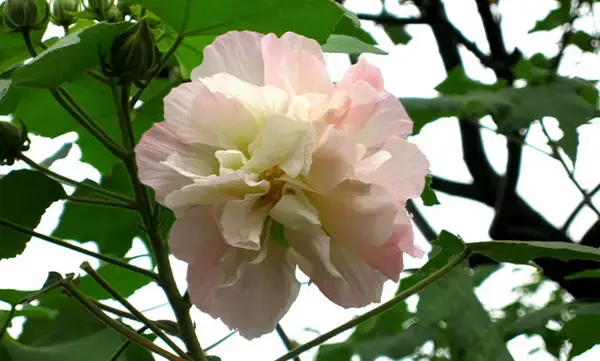দিনে বারবার রঙ বদলায় যে ফুল-জানুন প্রকৃতির এক বিস্ফোরক চমক!