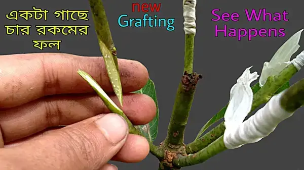 পত্রিকা