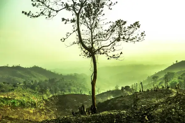 গাছের ভেতরই কি লুকিয়ে আছে আত্মা? জানুন আদিবাসী সংস্কৃতির অজানা দিক