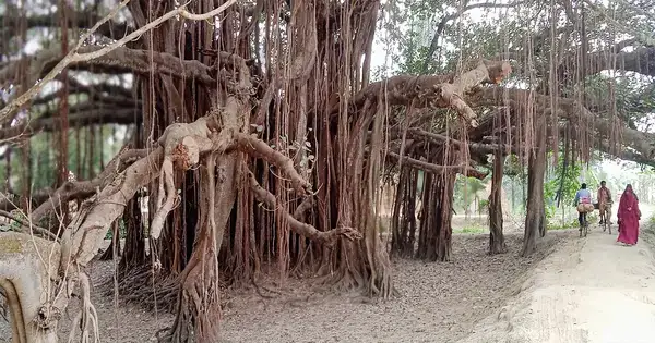 বটগাছের ছায়ায় লুকানো ইতিহাস: গাছ কি সত্যিই দেখেছে সবকিছু?গাছ কি বলতে চাইছে কিছু