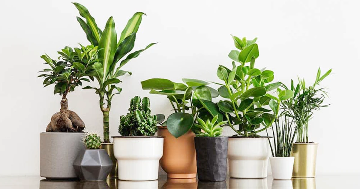 ইনডোর প্ল্যান্ট কেয়ার: শীতকালীন সতর্কতা !