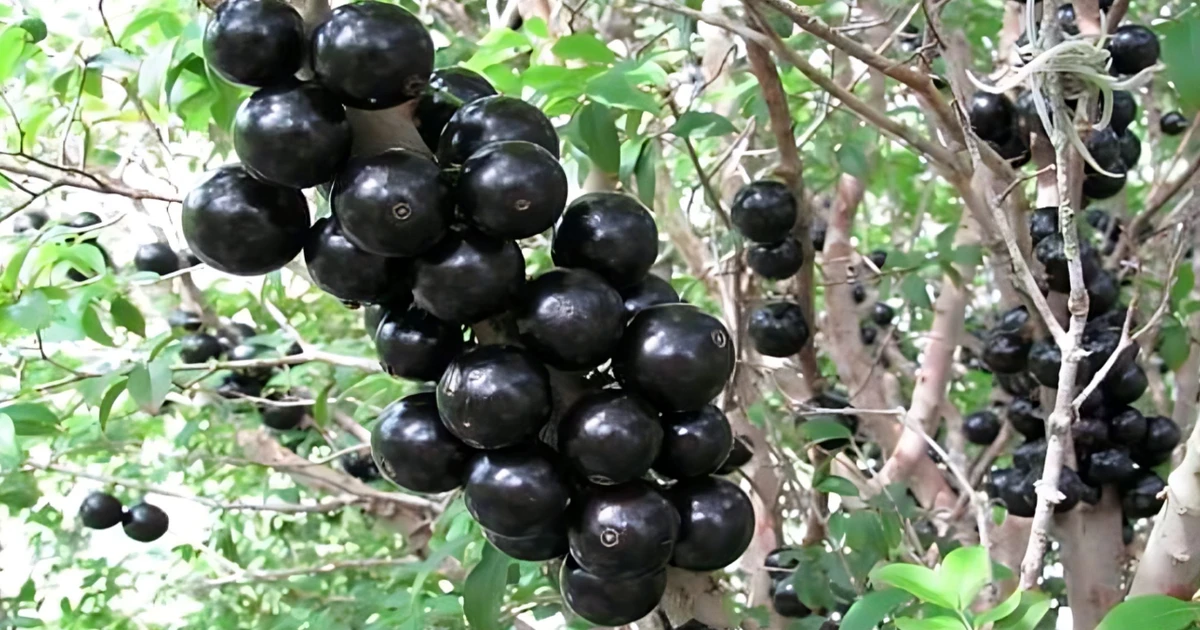 জাবুটিকাবা: গাছের গায়ে জন্মানো কালো আঙুরের মতো ফল