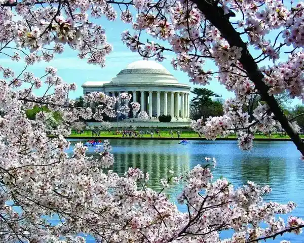 ক্ষণস্থায়ী সৌন্দর্যের আড়ালে লুকানো জাপানের কূটনৈতিক রহস্য!