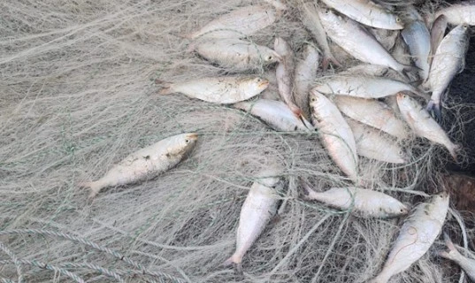 ইলিশের উৎপাদন বৃদ্ধিতে জাটকা ধরায় আট মাসের নিষেধাজ্ঞা