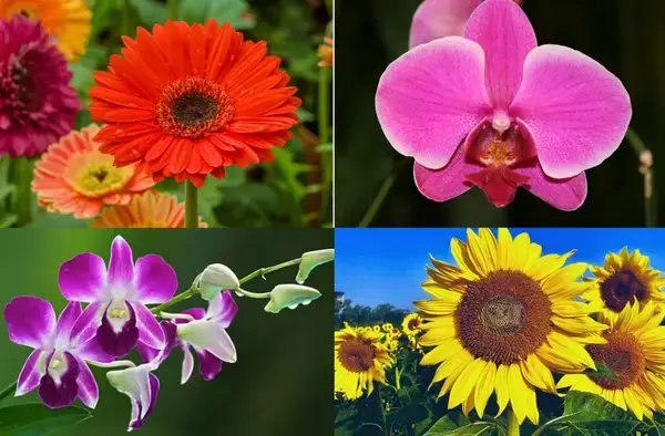 জেনে নিন কোন ফুলগাছ সবচেয়ে বেশি অক্সিজেন উৎপাদন করে