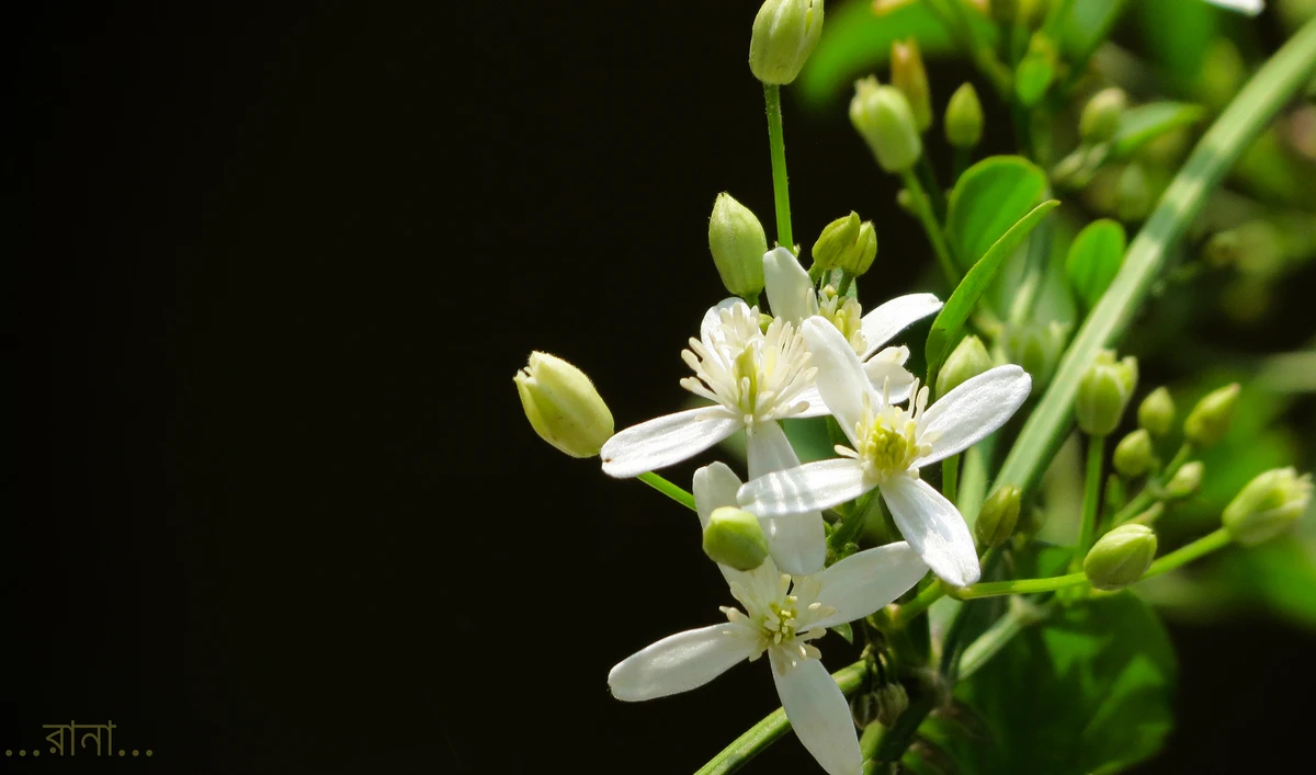 জুঁই ফুল কি মানুষের মেজাজ নিয়ন্ত্রণ করে?-ঘ্রাণ-বিজ্ঞানে উঠে এলো চমকে দেওয়া তথ্য !