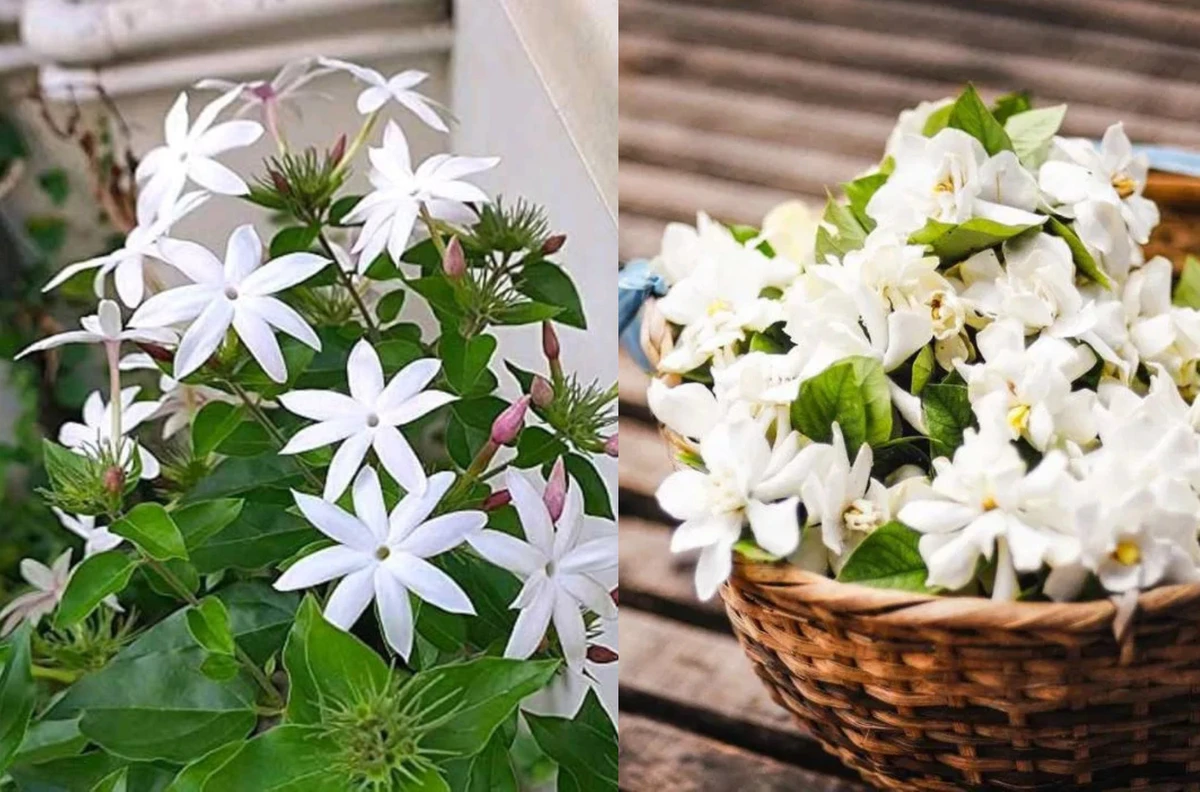 কম খরচে সারাবছর জুঁইয়ের সৌরভ ঘরে-জানুন সহজ কৌশল!