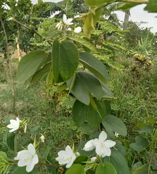 পেট, ত্বক এবং রোগ প্রতিরোধে,ঔষধি গুণে ভরপুর কাঞ্চন পাতা