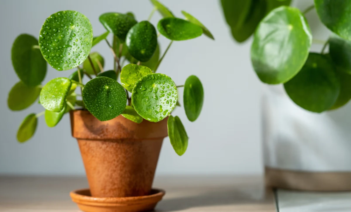 ছোট যত্ন, বড় সৌন্দর্য: কয়েন প্ল্যান্টের পূর্ণ পরিচর্যা কৌশল !