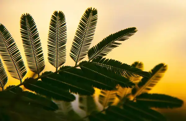 পত্রিকা