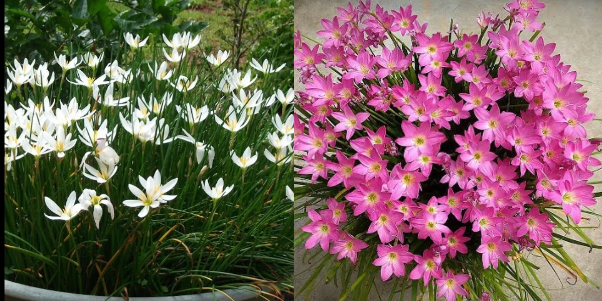 টবেই লিলি চাষ? জানুন সেরা কৌশলগুলো এবং ফলাফল দেখুন আশ্চর্যজনক!