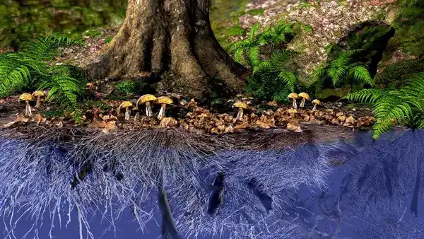 গাছেরা কি সত্যিই কথা বলে? মাটির নিচের অদৃশ্য নেটওয়ার্কের রহস্য উন্মোচন