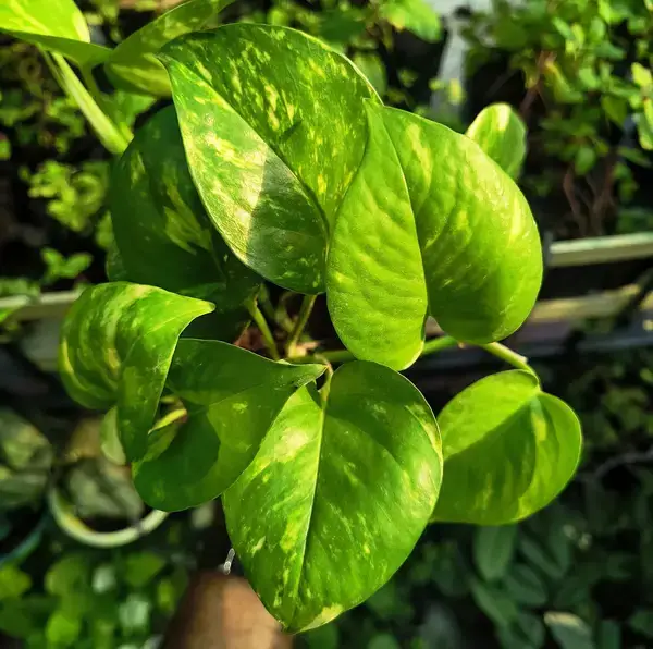 মানি প্ল্যান্টের যত্নে প্রকৃতির ছোঁয়া ও পরিবেশের ভারসাম্য