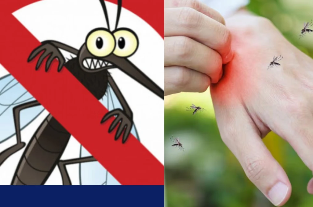 মশার আক্রমণ থেকে রক্ষা পাওয়ার সহজ, প্রাকৃতিক উপায়;বাগানে লাগান এই বিশেষ গাছগুলো!