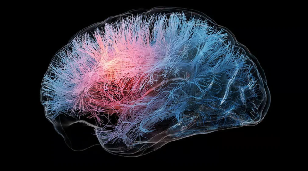 জানেন কি? মস্তিষ্ক কেন সুখের চেয়ে নেতিবাচকতাকে বেশি মনে রাখে!