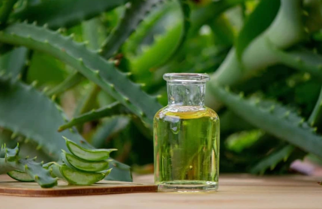 অ্যালোভেরা তেল তৈরির প্রক্রিয়া: ঘরেই বানান সৌন্দর্য ও স্বাস্থ্যের প্রাকৃতিক সঙ্গী!