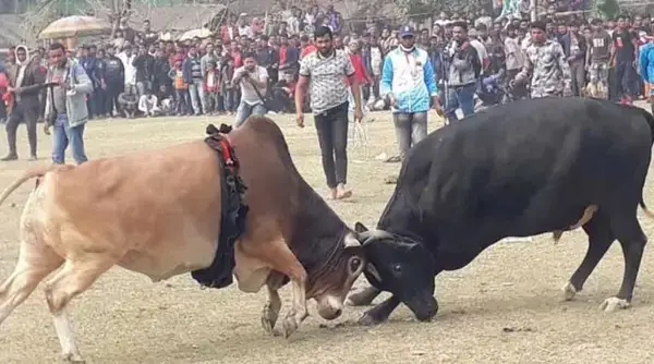 ষাঁড়ের লড়াই দেখতে হাজারো দর্শকের ভিড়