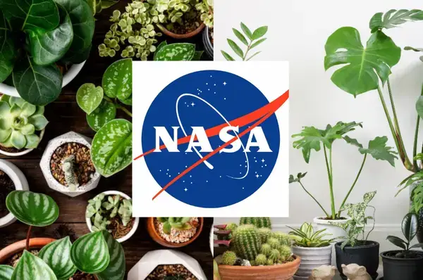 NASA-এর সুপারিশকৃত এই গাছগুলো দূষণ কমাবে আর ফুসফুসকে দেবে নতুন শক্তি!