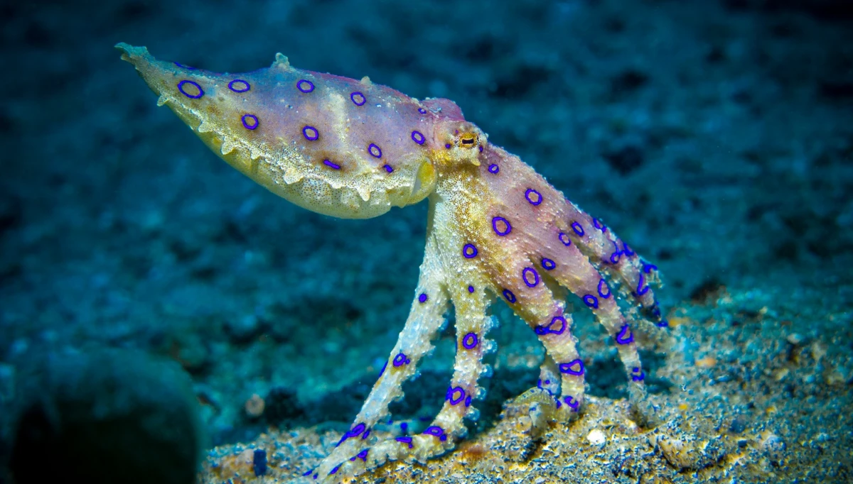 ক্ষুদ্র দেহে লুকিয়ে ভয়ঙ্কর বিপদ ; পৃথিবীর সবচেয়ে বিষাক্ত অক্টোপাস!