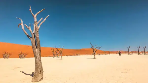 পত্রিকা