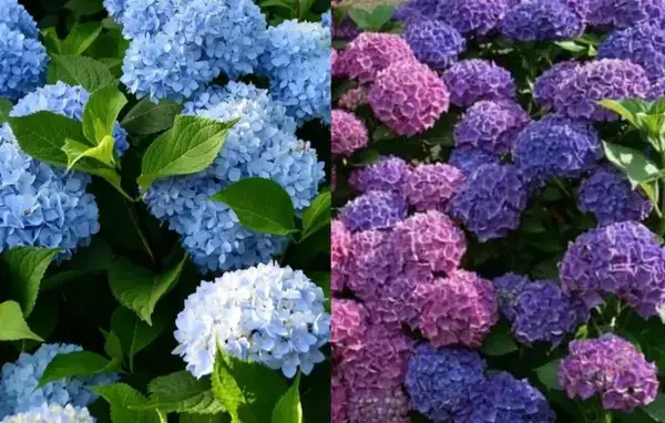 পত্রিকা
