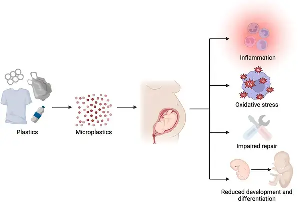 অদৃশ্য এক হুমকির মুখে মানবদেহ! খাওয়া, শ্বাস বা ত্বক- শরীরে ঢুকছে  প্রতিটি পথেই!