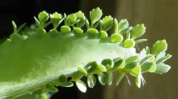 শরীর-মন ফিট রাখতে চান? পাথরকুচি পাতার রহস্য জানুন!