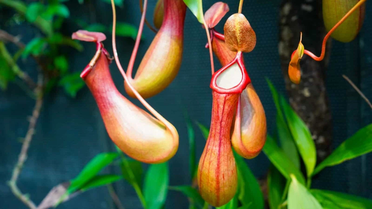 আপনার ঘরের মশা-মাছি খেয়ে ফেলবে এই গাছ! চিনে নিন প্রকৃতির শিকারিকে