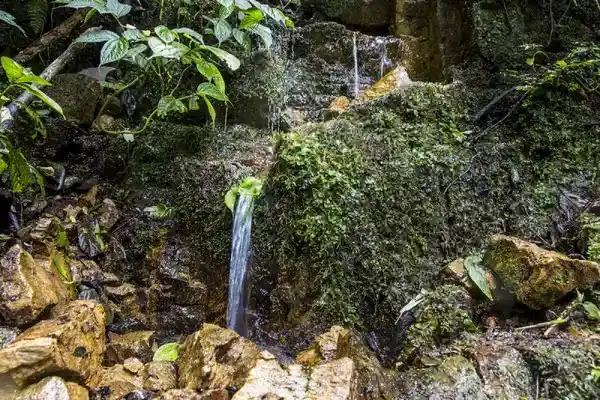 জল সংকটের সামনে গাছের পানি শোষণের গূঢ়তা