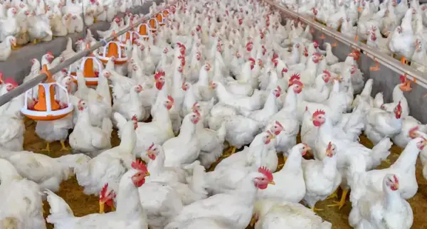 ব্রয়লার মুরগিতে ভয়ংকর ‘চিকেন অ্যানিমিয়া ভাইরাস’ শনাক্ত