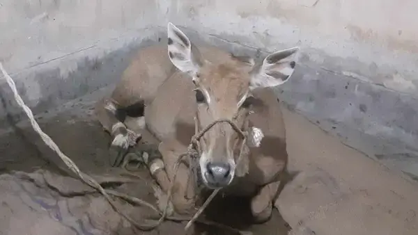 পঞ্চগড় থেকে উদ্ধারকৃত নীলগাই স্থানান্তরিত হচ্ছে গাজীপুর সাফারি পার্কে