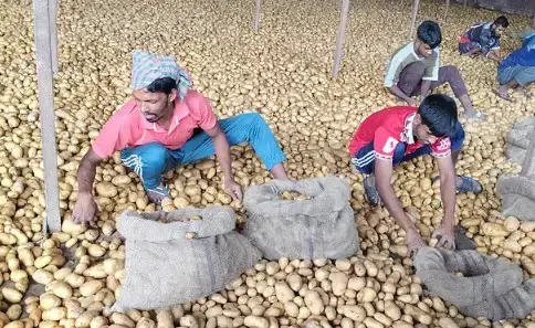 আলুর সরকারি দর ২২ টাকা, কৃষকের হাতে আসছে মাত্র ৫ টাকা
