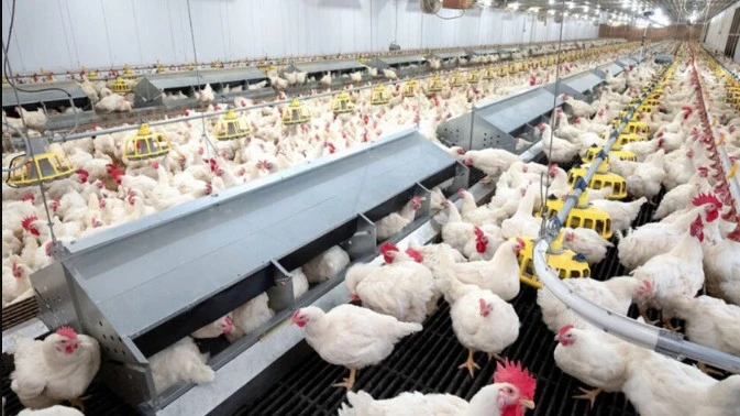 ইউরোপজুড়ে ছড়িয়ে পড়েছে বার্ড ফ্লু, একাধিক দেশে পোলট্রি খামার লকডাউন