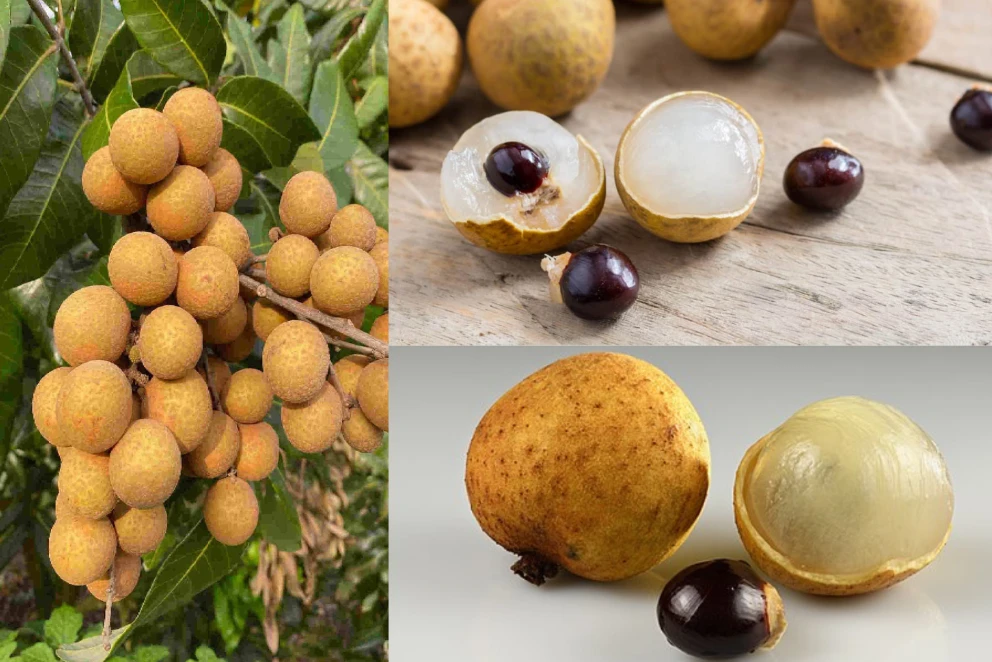 এই ছোট ফলটি মস্তিষ্কের জন্য যেন প্রাকৃতিক জ্বালানি,জানেন এর নাম?