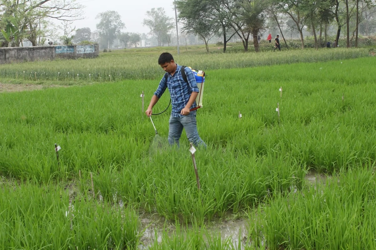 শস্যের গুণগত মান ও খাদ্যে পুষ্টিগুণ বাড়াবে প্লাজমা টেকনোলজি