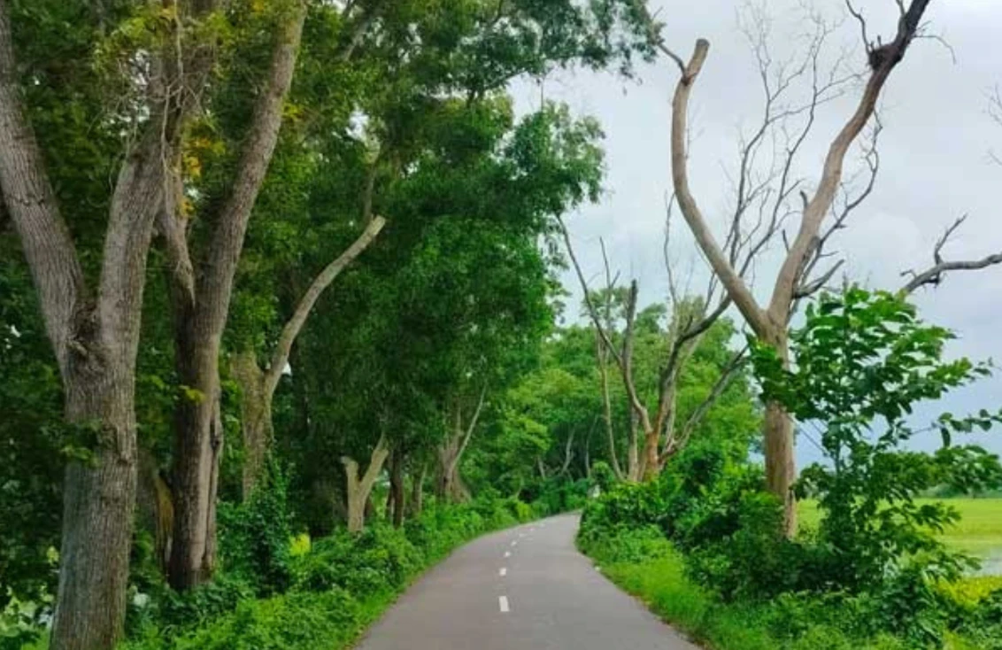 হাইওয়ের পাশে গাছ না থাকলে দুর্ঘটনার ঝুঁকি বেড়ে যায় ৩০%,বিজ্ঞানভিত্তিক প্রমাণে নতুন দৃষ্টিভঙ্গি!