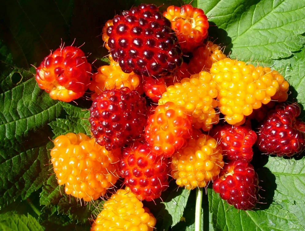 এই ছোট্ট ফলেই লুকিয়ে আছে ত্বক উজ্জ্বল আর চোখের জেল্লা বাড়ানোর গোপন রহস্য!