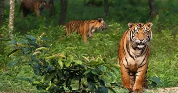 সুন্দরবন: জলবায়ুর ঢাল, জীবনের ভরসা