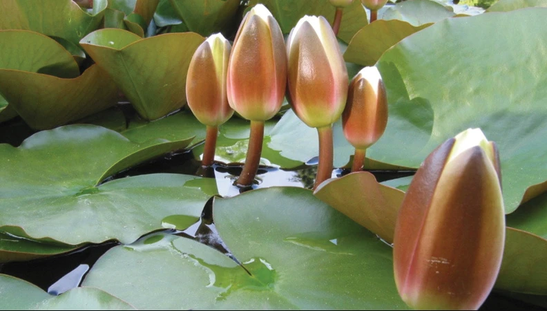 নির্বাচন কমিশনের প্রতীক তালিকায় যুক্ত হলো নতুন মুখ ‘শাপলা কলি’