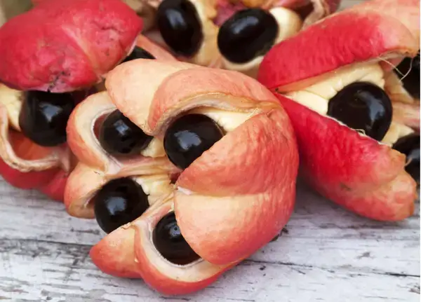 Ackee ফলের জাদু: স্বাদে মজা, প্রোটিনে ভরপুর জানুন বিস্তারিত!!