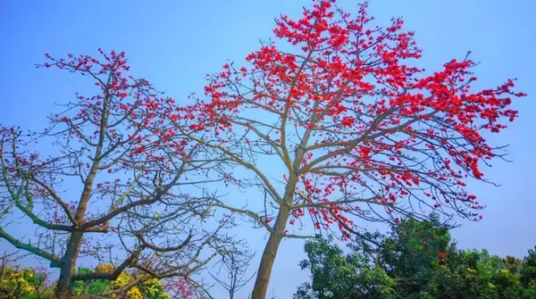 বাংলাদেশের বিলুপ্তপ্রায় দেশি ফুল রঙ হারাচ্ছে প্রকৃতি, সংরক্ষণের জোর আহ্বান!