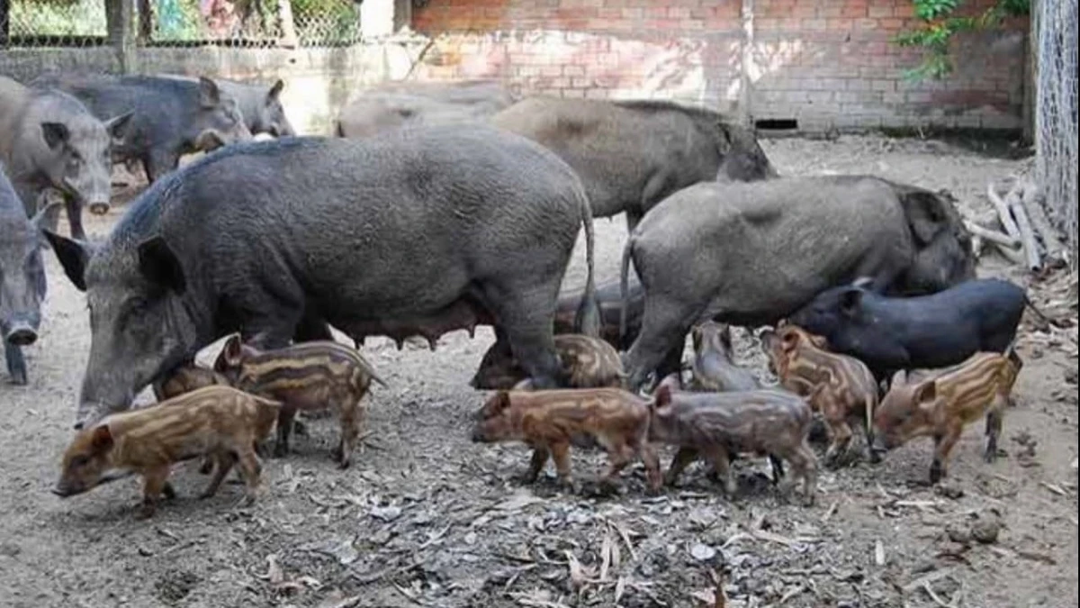 একটি প্রচলিত ধারণা-"শুকর আকাশ দেখতে পারে না।" কিন্তু সত্যটা কী?