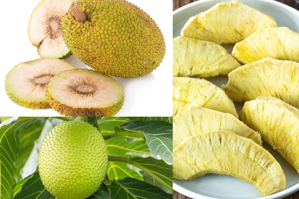 শক্তি চাই? Breadfruit খেলেই পাবেন কার্বোহাইড্রেটের সেরা উৎস!