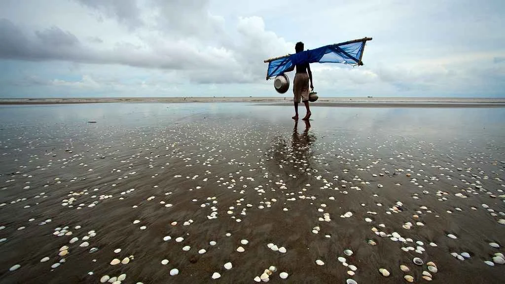 সৈকতে ঝিনুক ছড়িয়ে থাকার পেছনের কারণ কী?