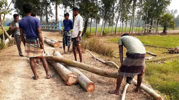 সরকারি গাছ কাটার সংবাদ প্রকাশে সাংবাদিককে প্রাণনাশের হুমকি