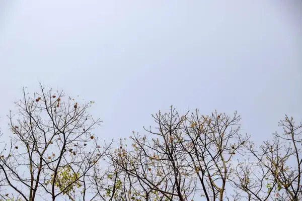 পত্রিকা