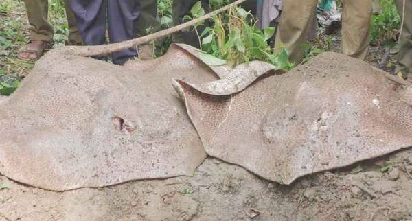 বিলুপ্ত প্রায় ১২০ কেজি ওজনের দুটি শাপলাপাতা মাছ জব্দ